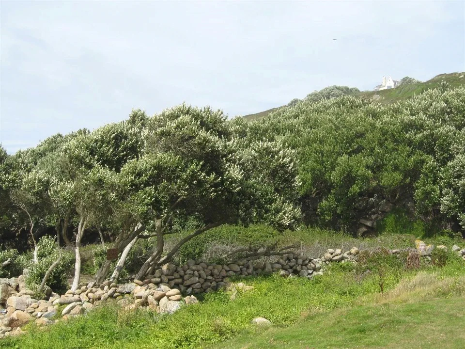 Day 3 reminiscent of chatham island ake ake trees